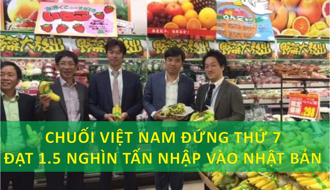 Chuối Việt Nam cung cấp thị trường Nhật đạt 1.5 nghìn tấn-3 tiện ích