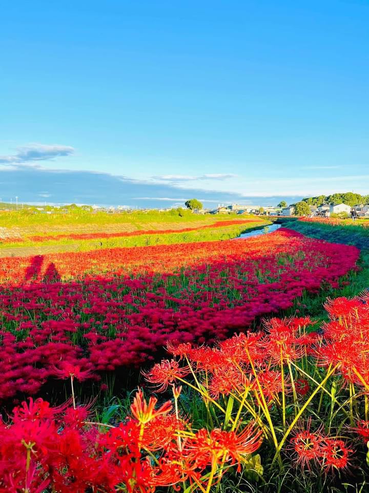 Cánh đồng hoa bỉ ngạn Yakachigawa ở Handa tỉnh Aichi - 3 tiện ích