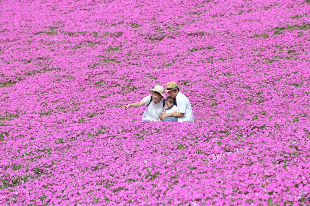 Ngắm biển hoa Dạ yến thảo hồng rực rỡ ở trang trại Mother Farm - 3 tiện ích
