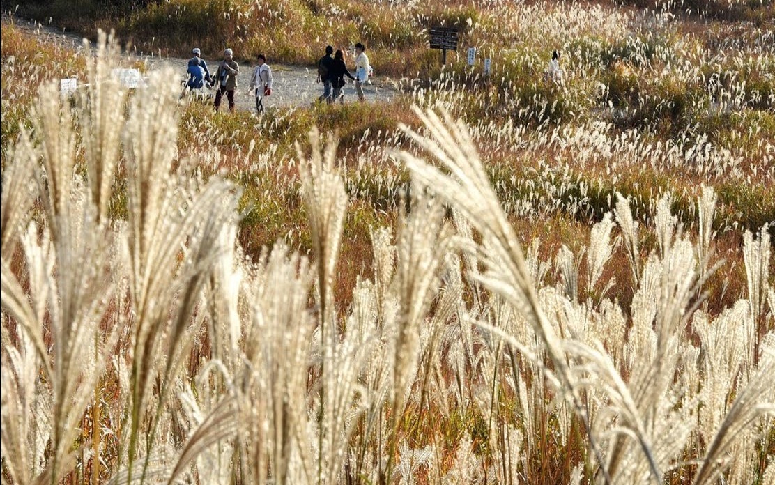 Cao nguyên cỏ lau Tonomine đẹp nhất tỉnh Hyogo　3 tiện ích
