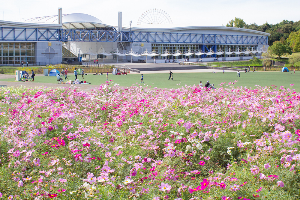 Hoa cosmos tuyệt đẹp tại Aichi Expo Memorial Park- 3 tiện ích