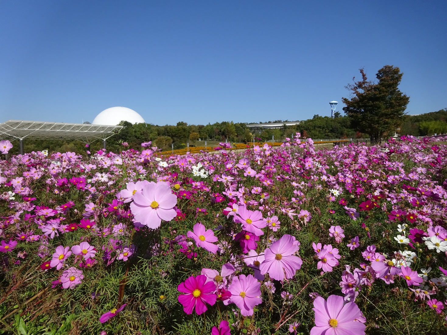 Hoa cosmos tuyệt đẹp tại Aichi Expo Memorial Park - 3 tiện ích