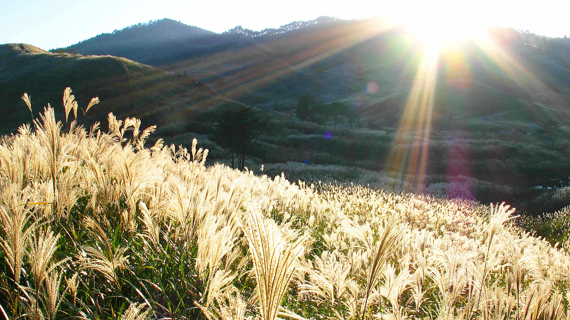 Cao nguyên cỏ lau Tonomine đẹp nhất tỉnh Hyogo　3 tiện ích