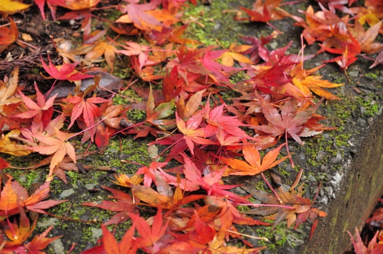 Địa điểm ngắm lá đỏ đẹp nhất Tochigi-Đền Konzouin- 3 tiện ích thông tin du lịch