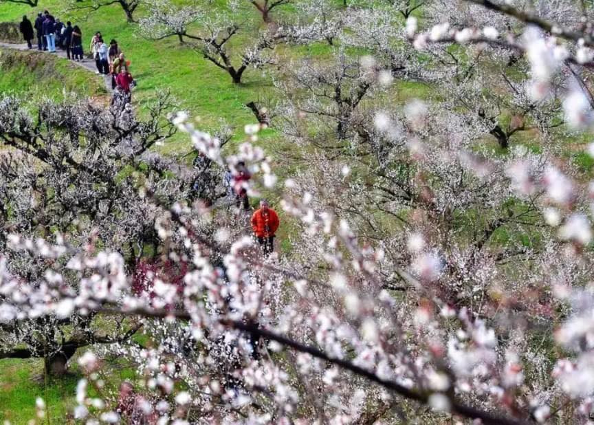 Top 5 địa điểm ngắm hoa mơ hoa đào đẹp nhất Fukuoka 3TIENICH